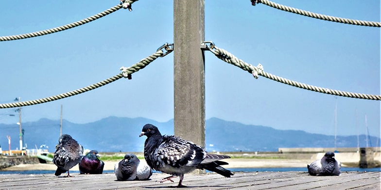 土地の縄伸びとは？